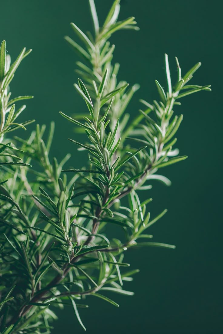 Rosemary