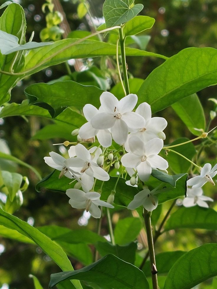 Wrightia Tinctoria